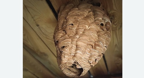 Обработка от шершней в Ленинске