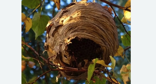 Уничтожение шершней в Ленинске