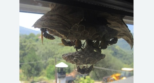 Уничтожение гнёзд шершней в Ленинске