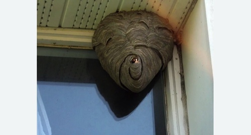 Уничтожение ос в Ленинске