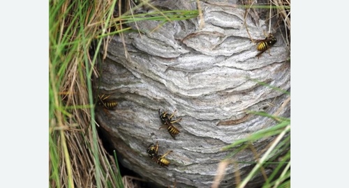 Уничтожение ос и ульев в Ленинске
