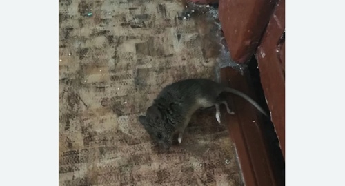 Дезинфекция от мышей в Ленинске