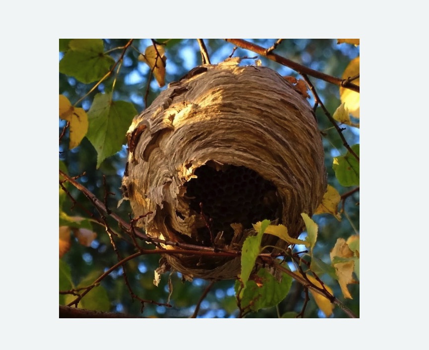 Обработка от шершней в Ленинске