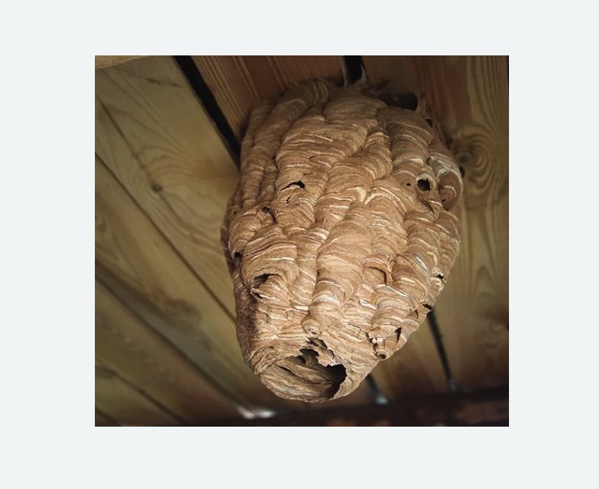 обработка от шершней в Ленинске