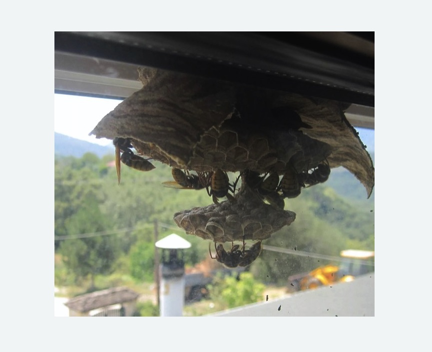 Уничтожение гнёзд шершней в Ленинске