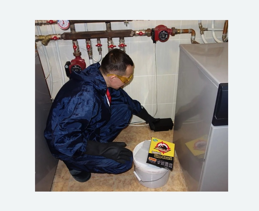 Уничтожение крыс в Ленинске